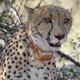 A collared cheetah tracked for the study. (Image: A. Wilson)